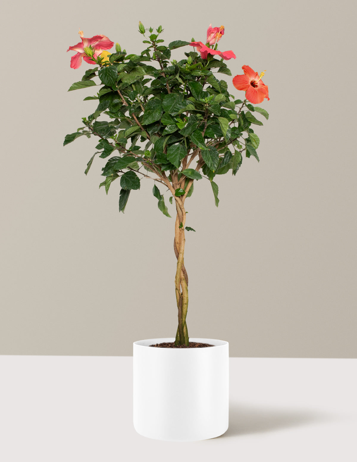 Large Braided Hibiscus