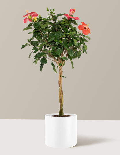 Large Braided Hibiscus