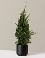 bundle | 2-3 ft. | Mexia | Black
