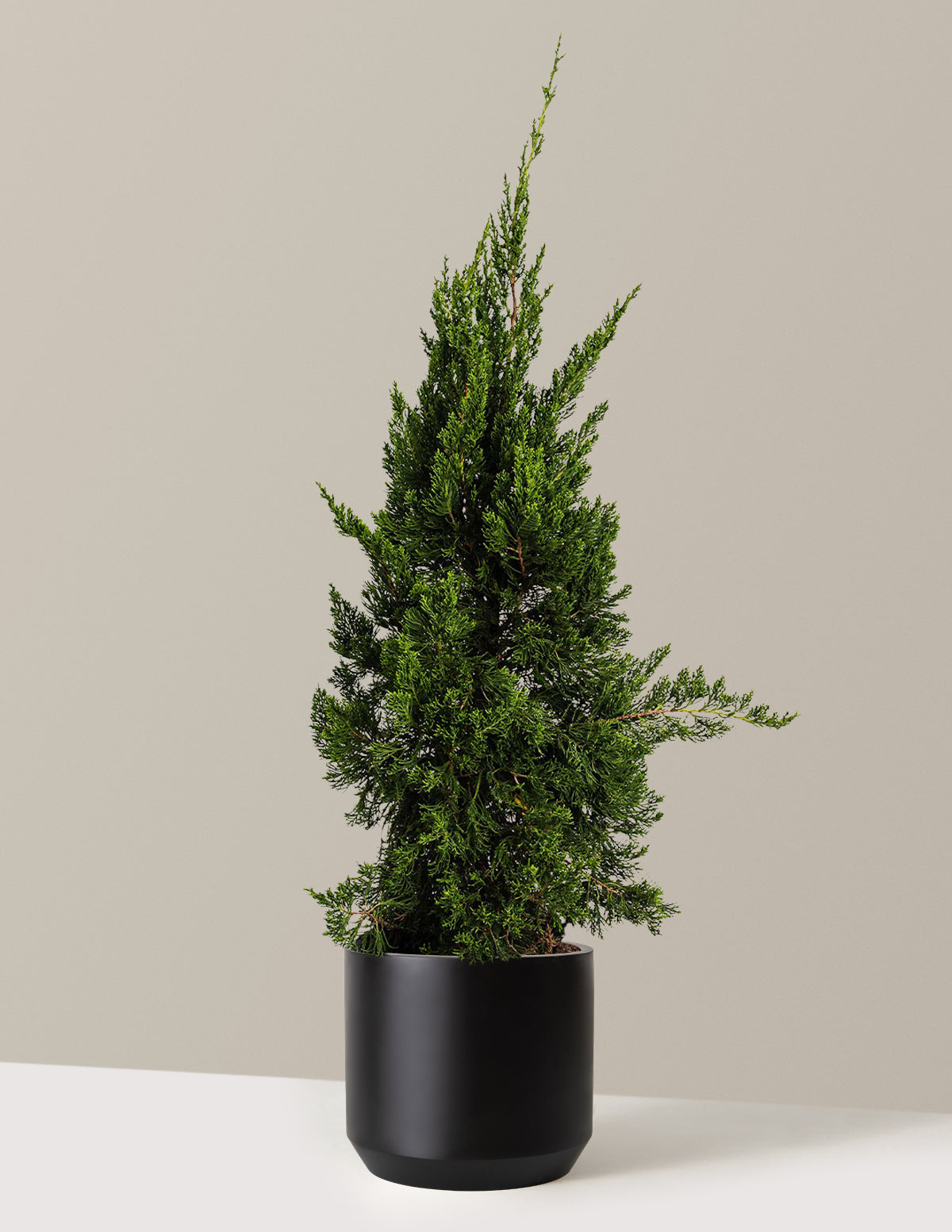 Hollywood Juniper Tree