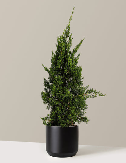 Hollywood Juniper Tree