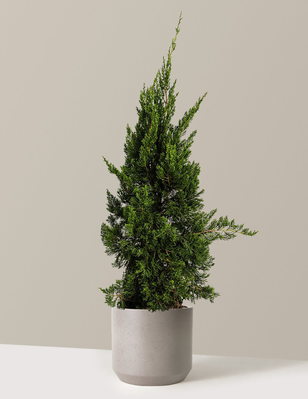 bundle | 2-3 ft. | Mexia | Cement Grey