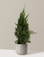 bundle | 2-3 ft. | Mexia | Cement Grey