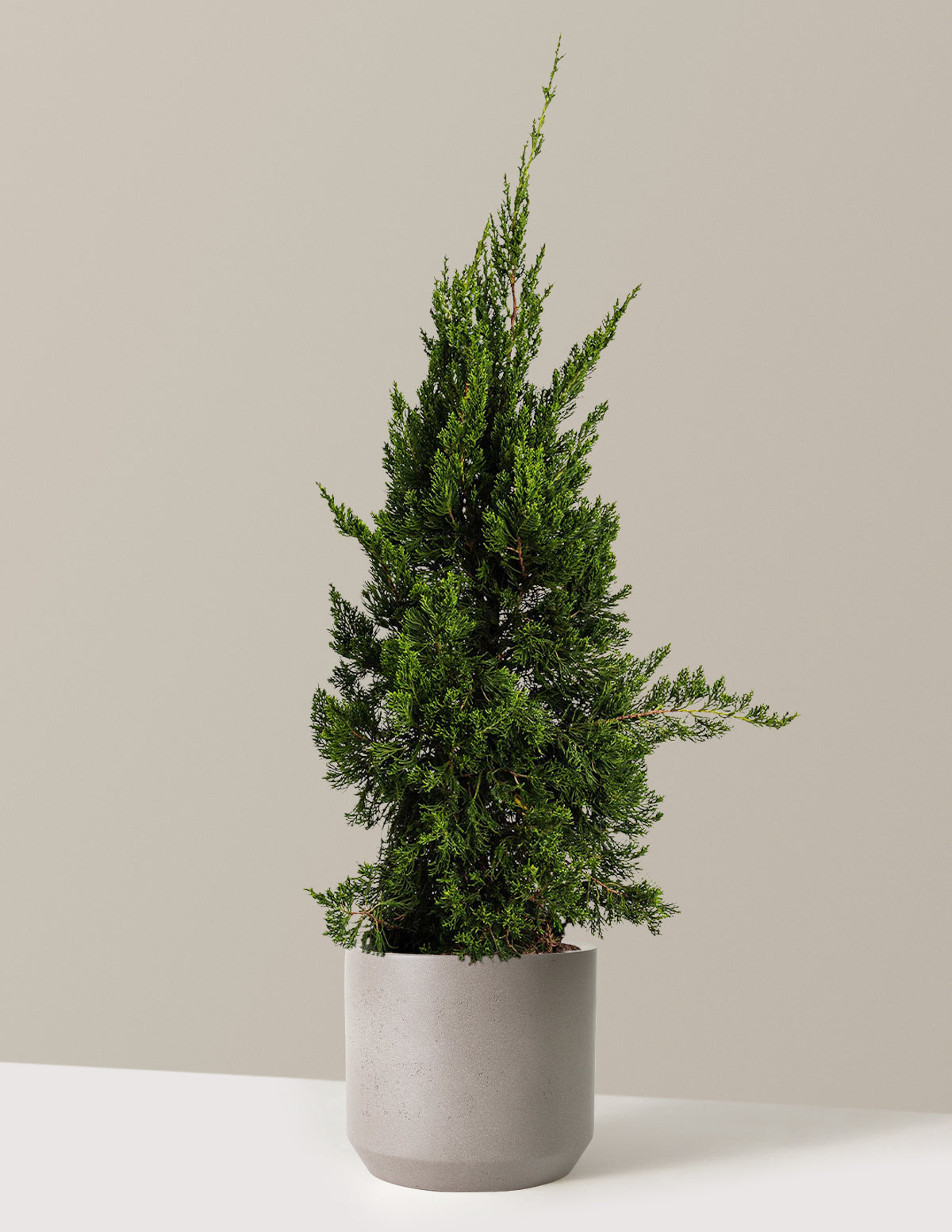 bundle | 2-3 ft. | Mexia | Cement Grey