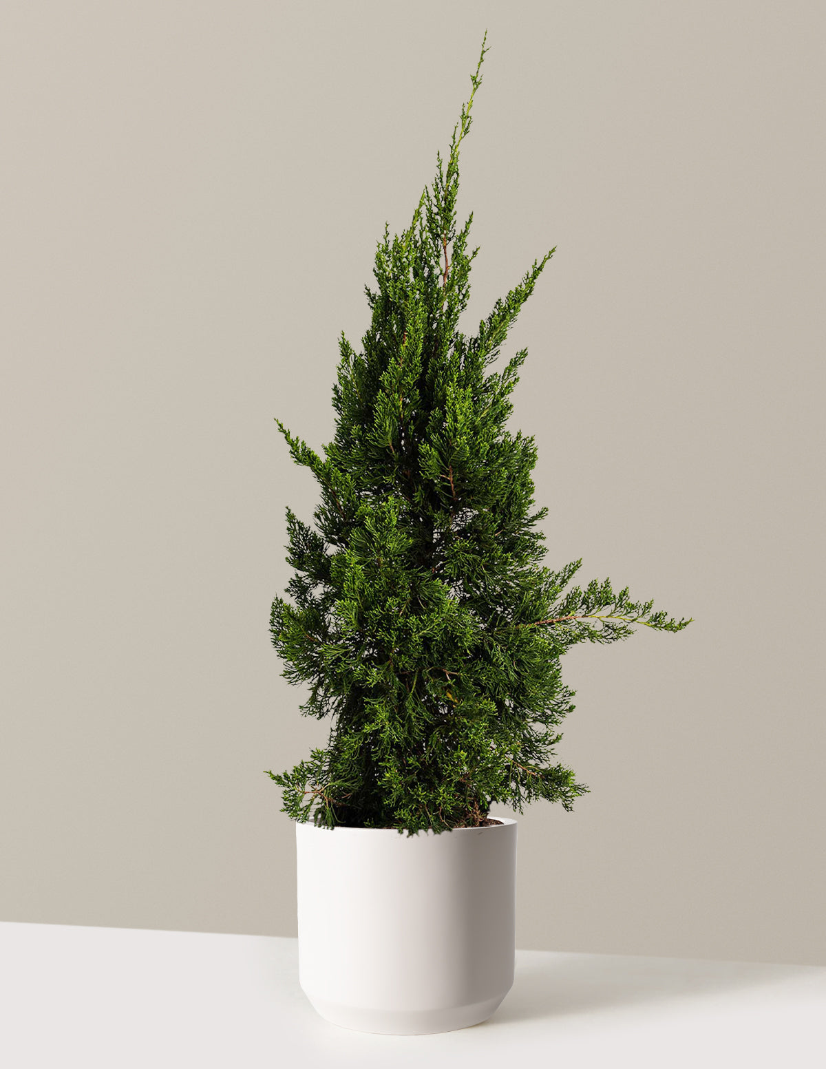 Hollywood Juniper Tree