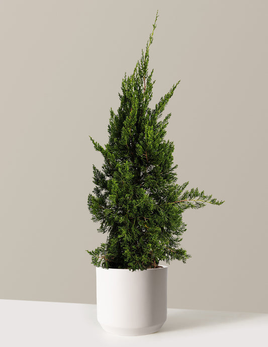 Hollywood Juniper Tree