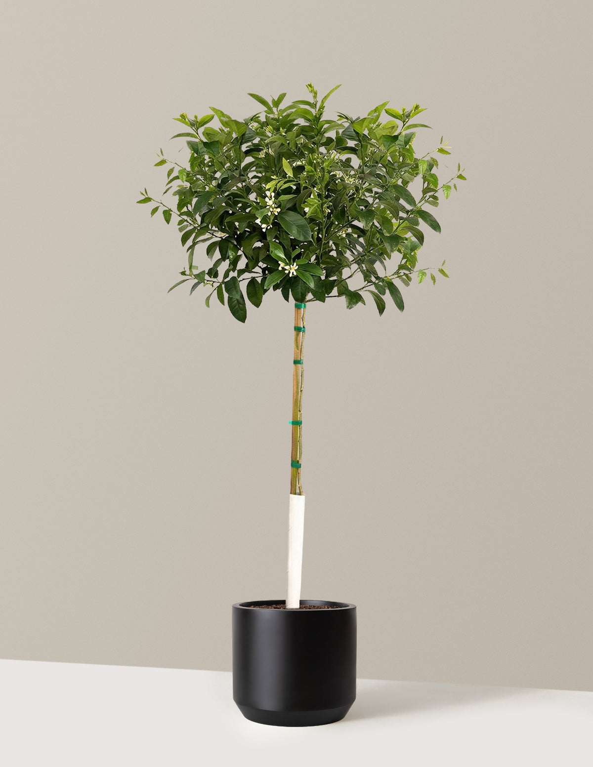 Meyer Lemon