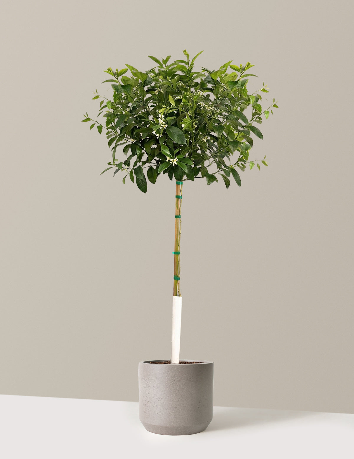 Meyer Lemon