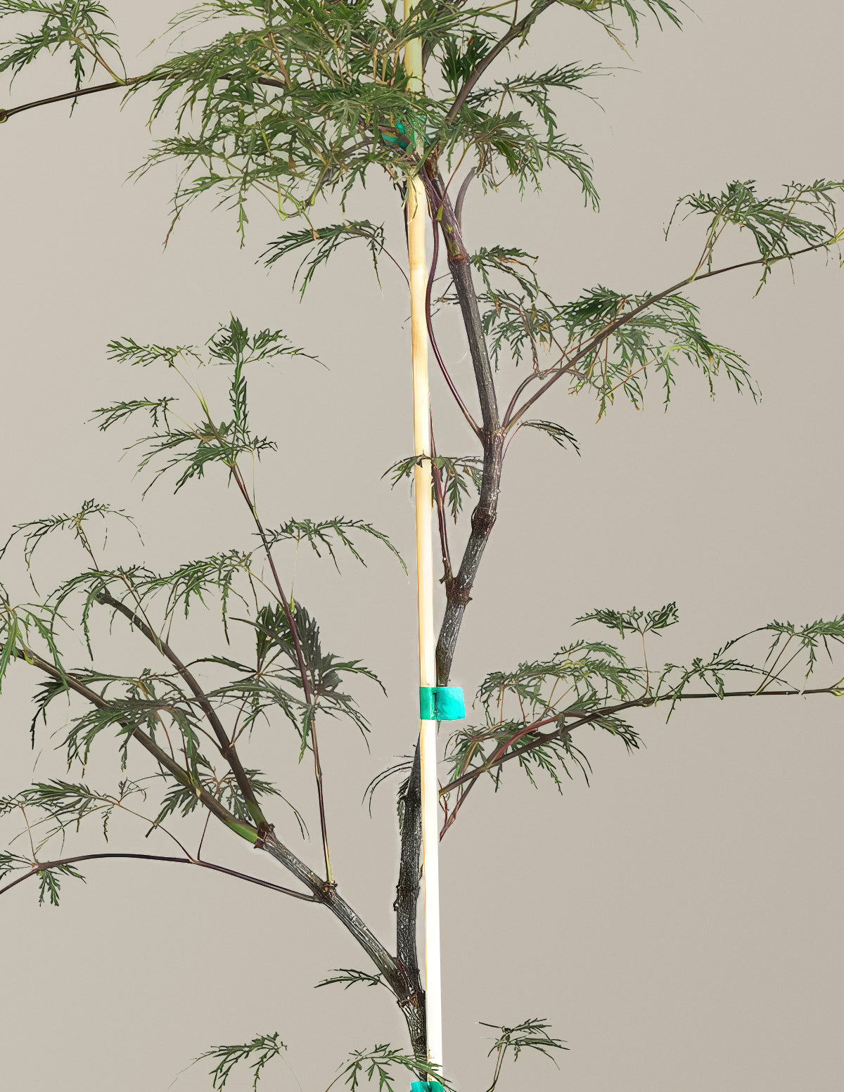 Inaba Shidare Japanese Maple