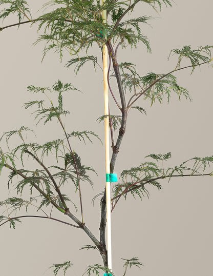 Inaba Shidare Japanese Maple