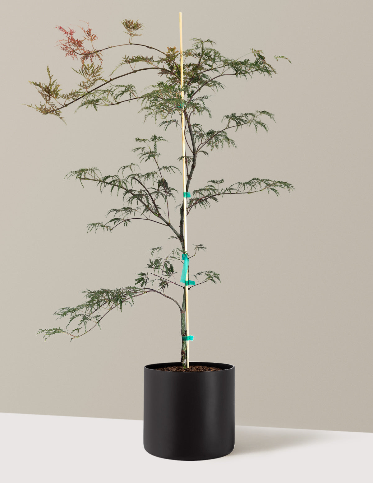 Inaba Shidare Japanese Maple