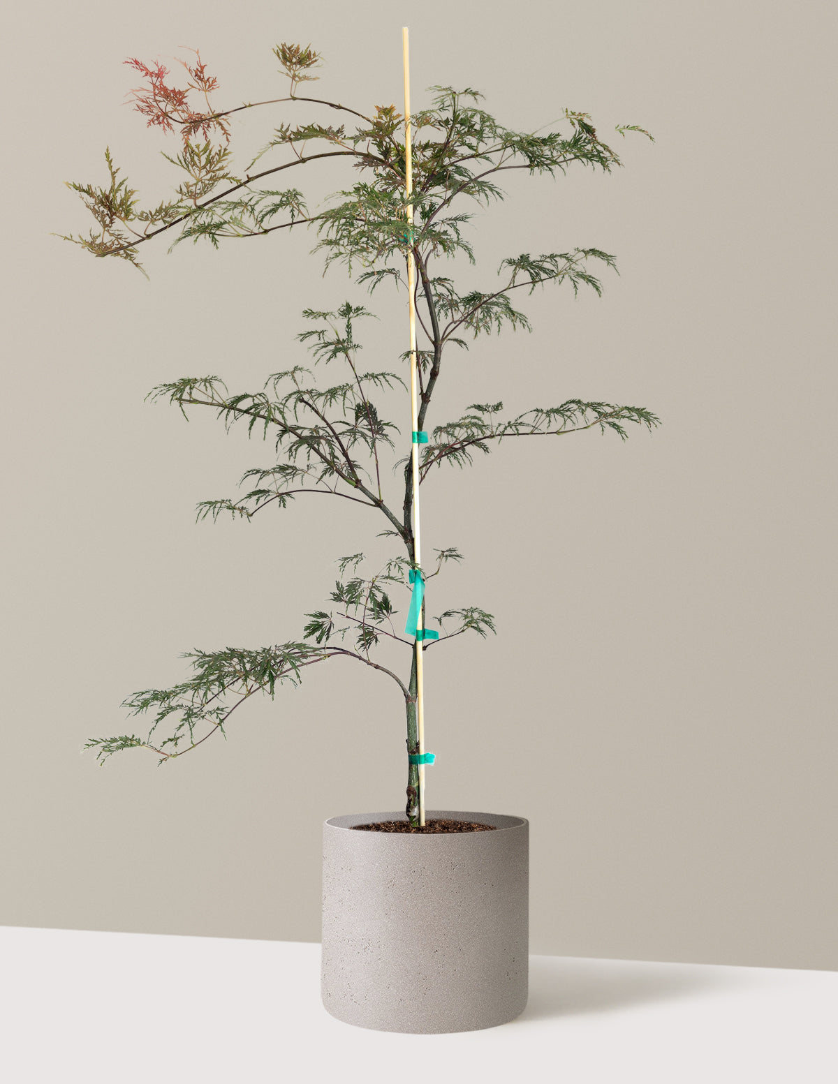 Inaba Shidare Japanese Maple