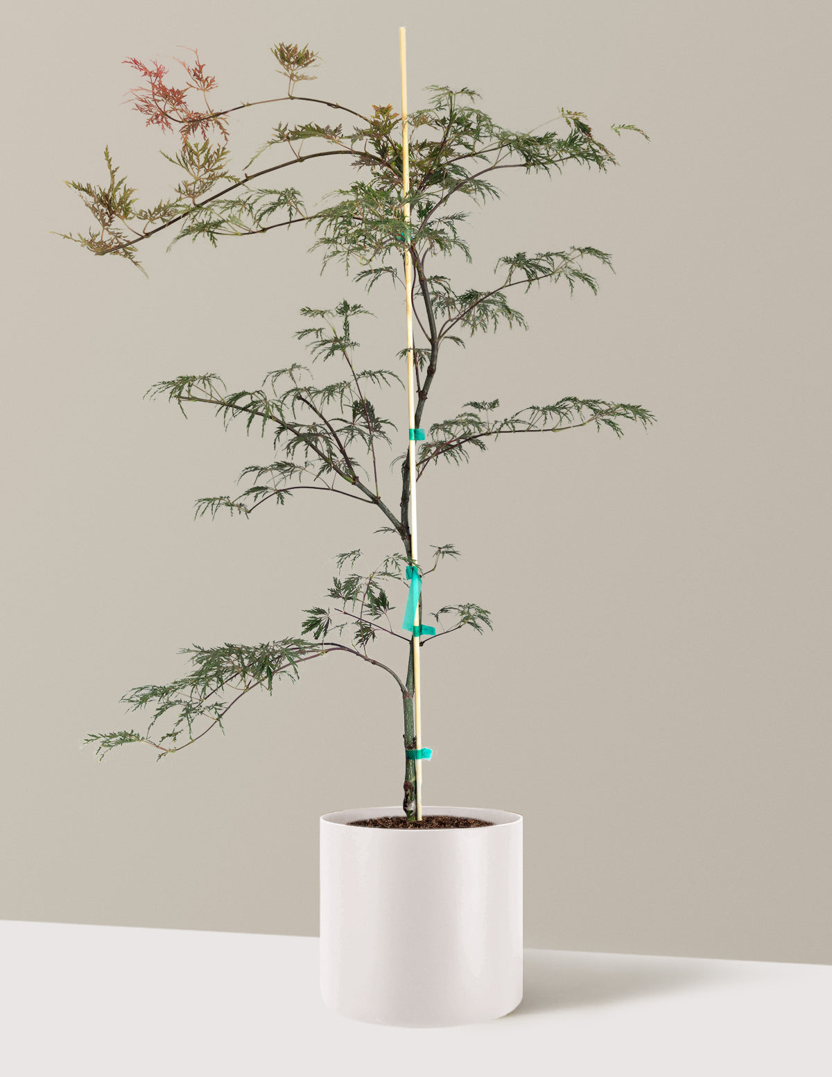 Inaba Shidare Japanese Maple