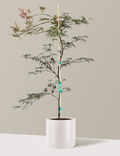 Inaba Shidare Japanese Maple