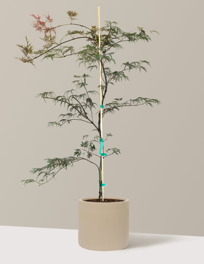 Inaba Shidare Japanese Maple