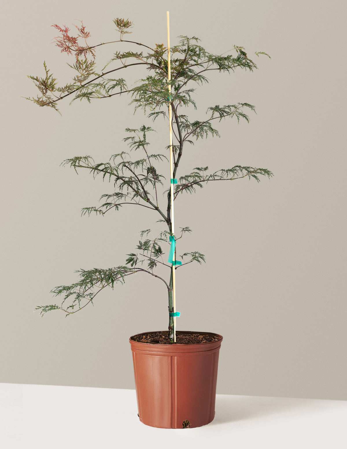 Inaba Shidare Japanese Maple