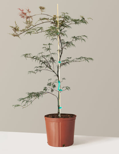 Inaba Shidare Japanese Maple