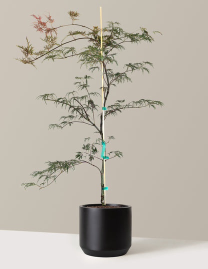 Inaba Shidare Japanese Maple
