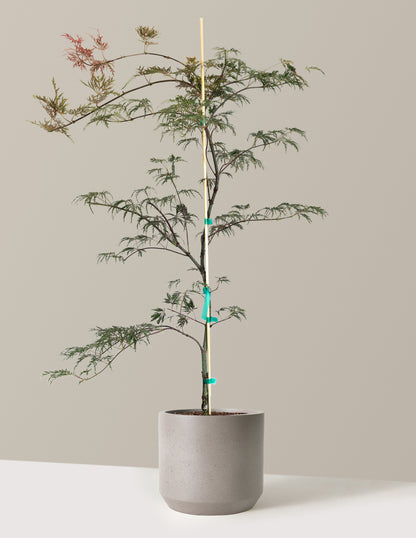 Inaba Shidare Japanese Maple