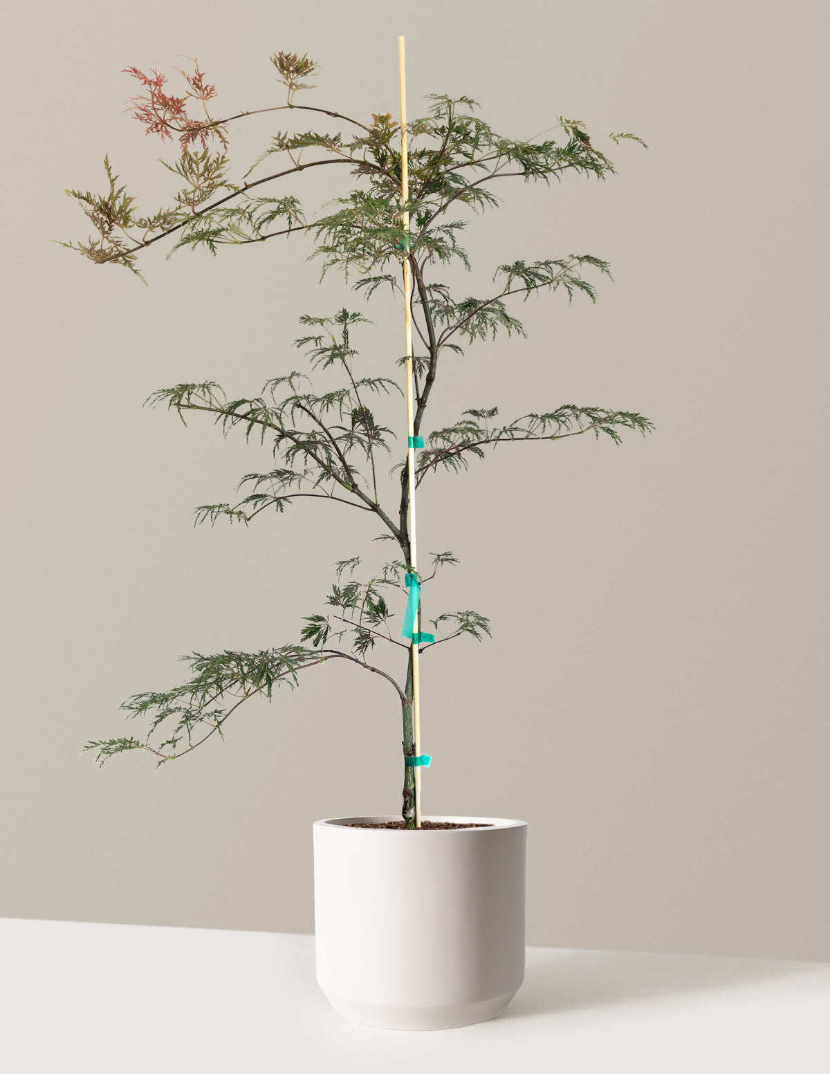 Inaba Shidare Japanese Maple