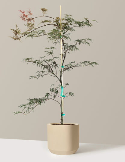 Inaba Shidare Japanese Maple