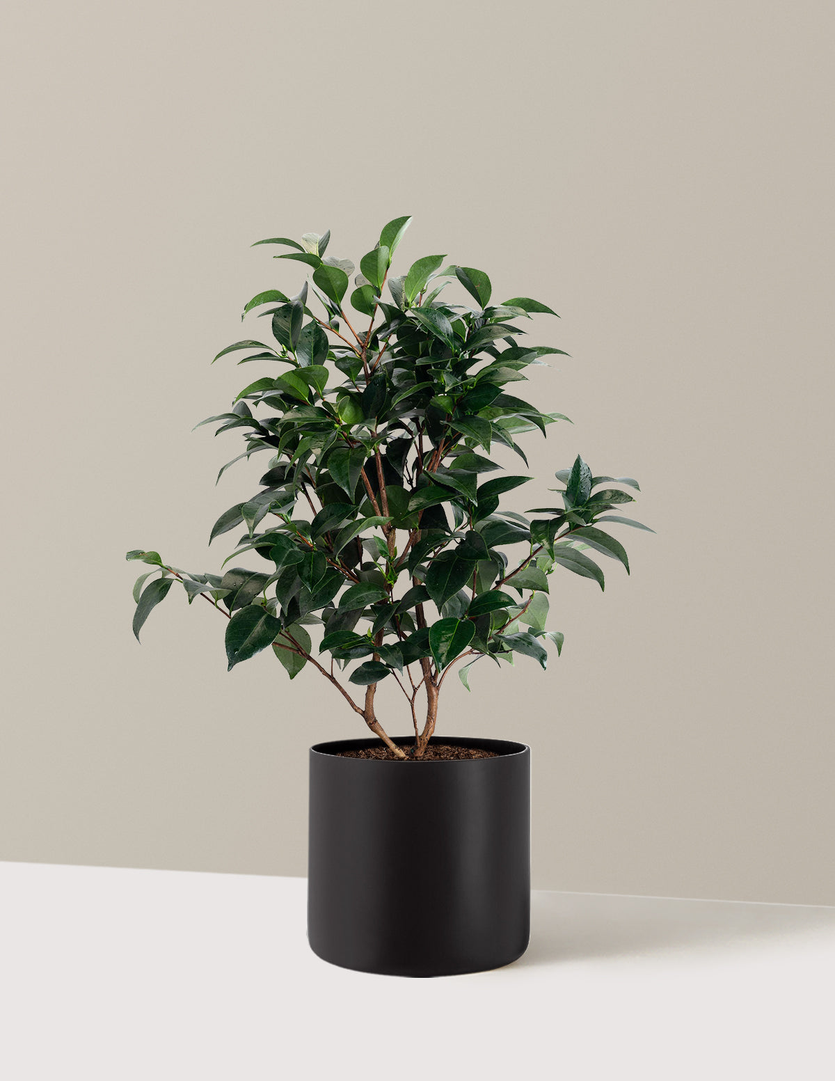 Jack's Camellia