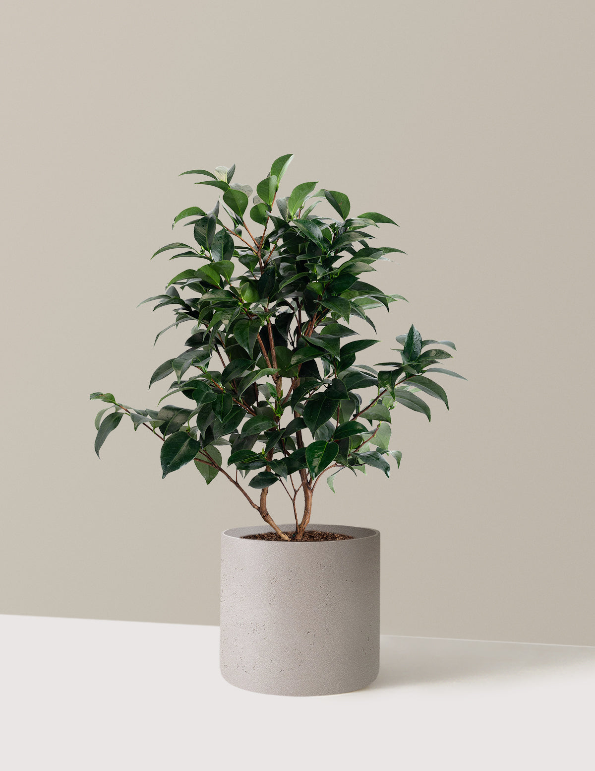 Jack's Camellia