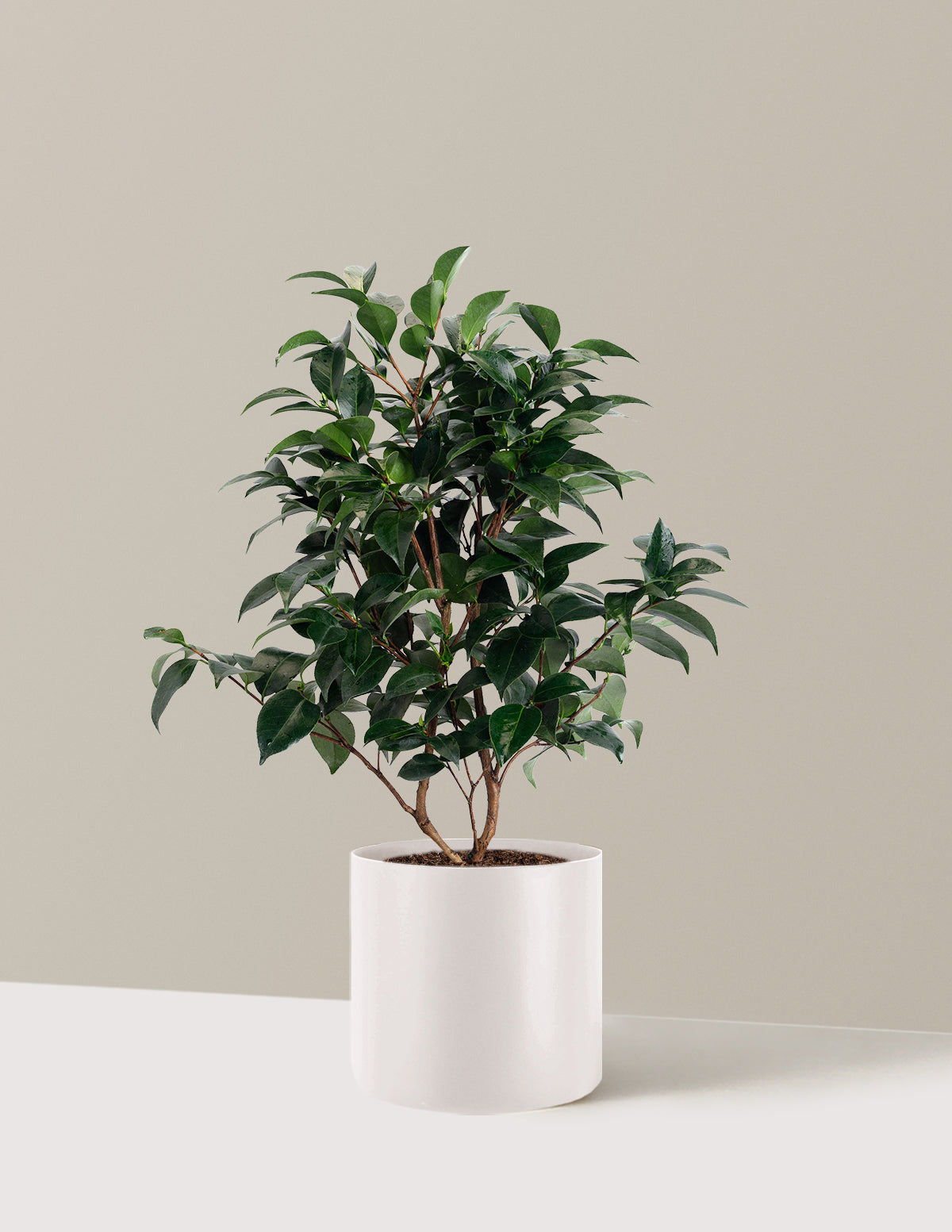 Jack's Camellia