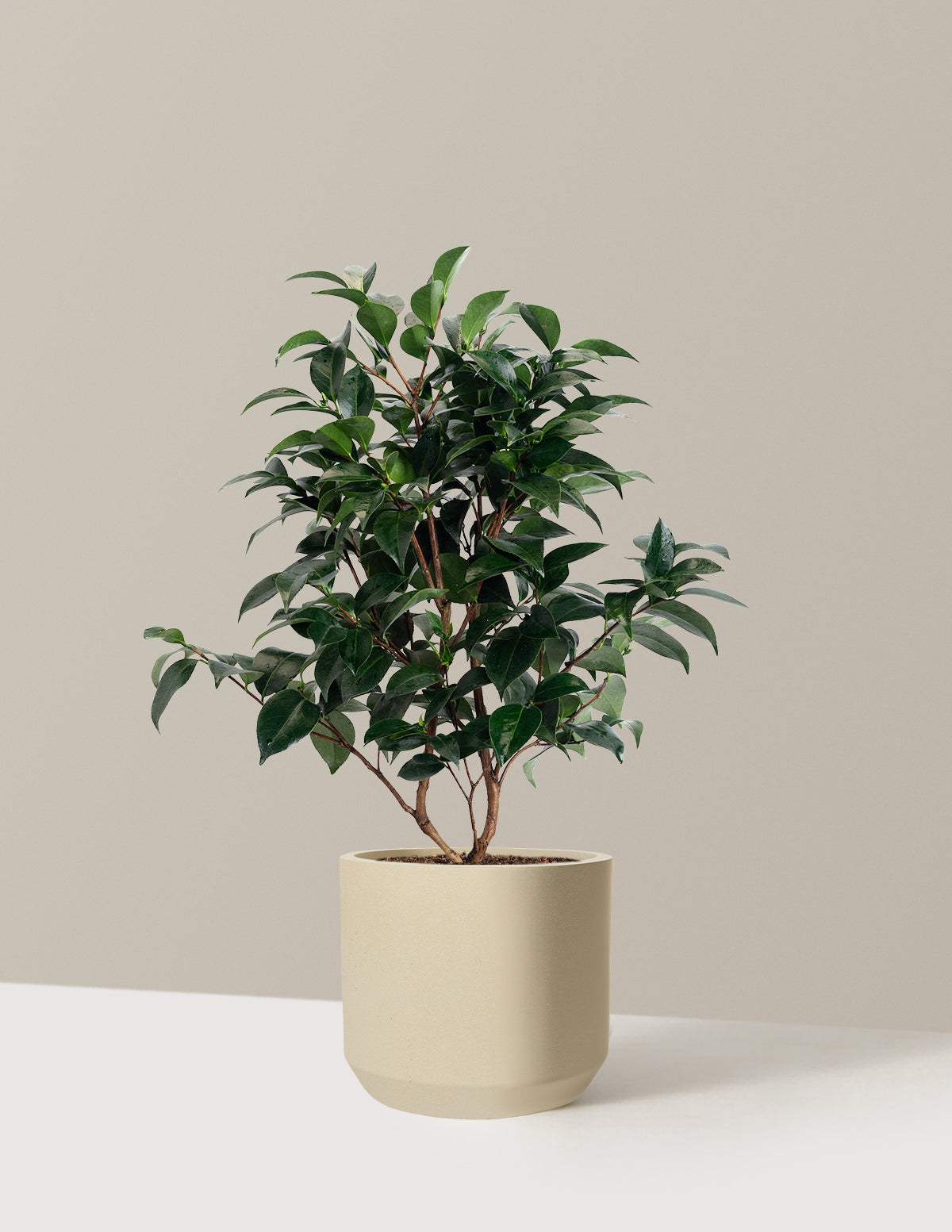 Jack's Camellia