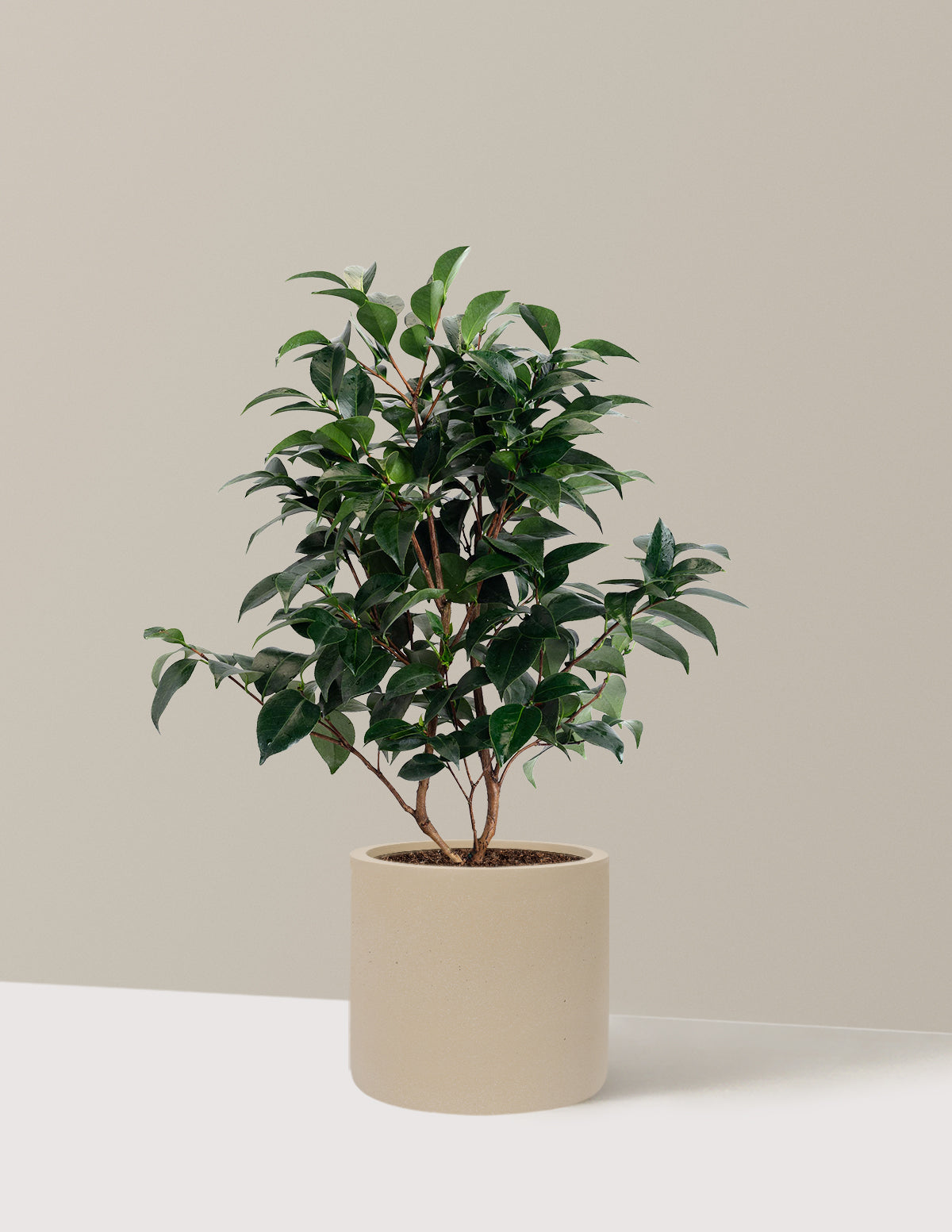 Jack's Camellia