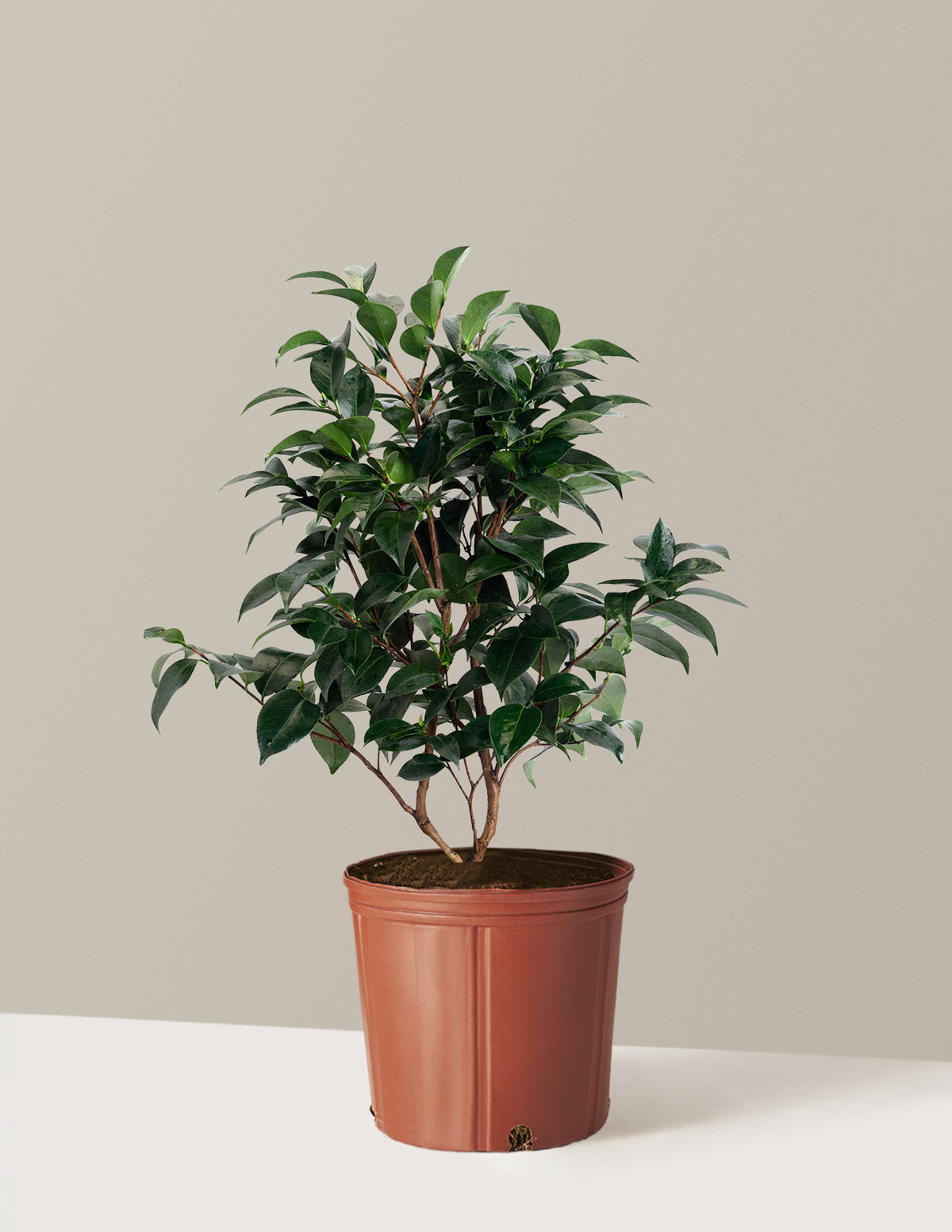 Jack's Camellia