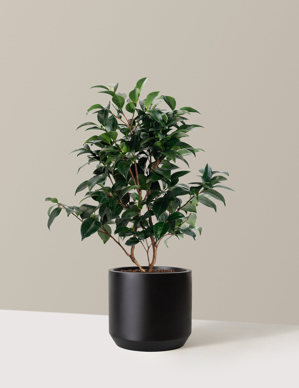 Jack's Camellia