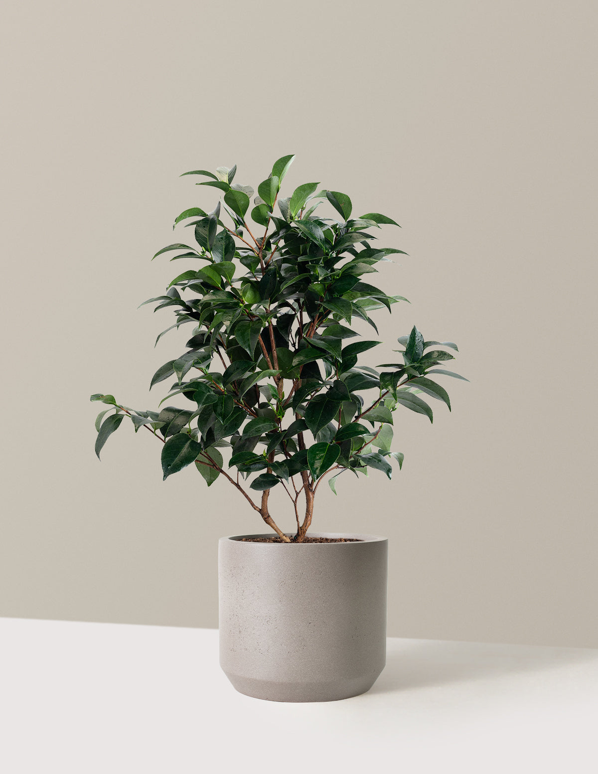 Jack's Camellia