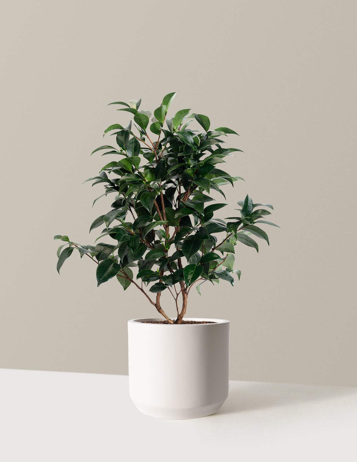 Jack's Camellia