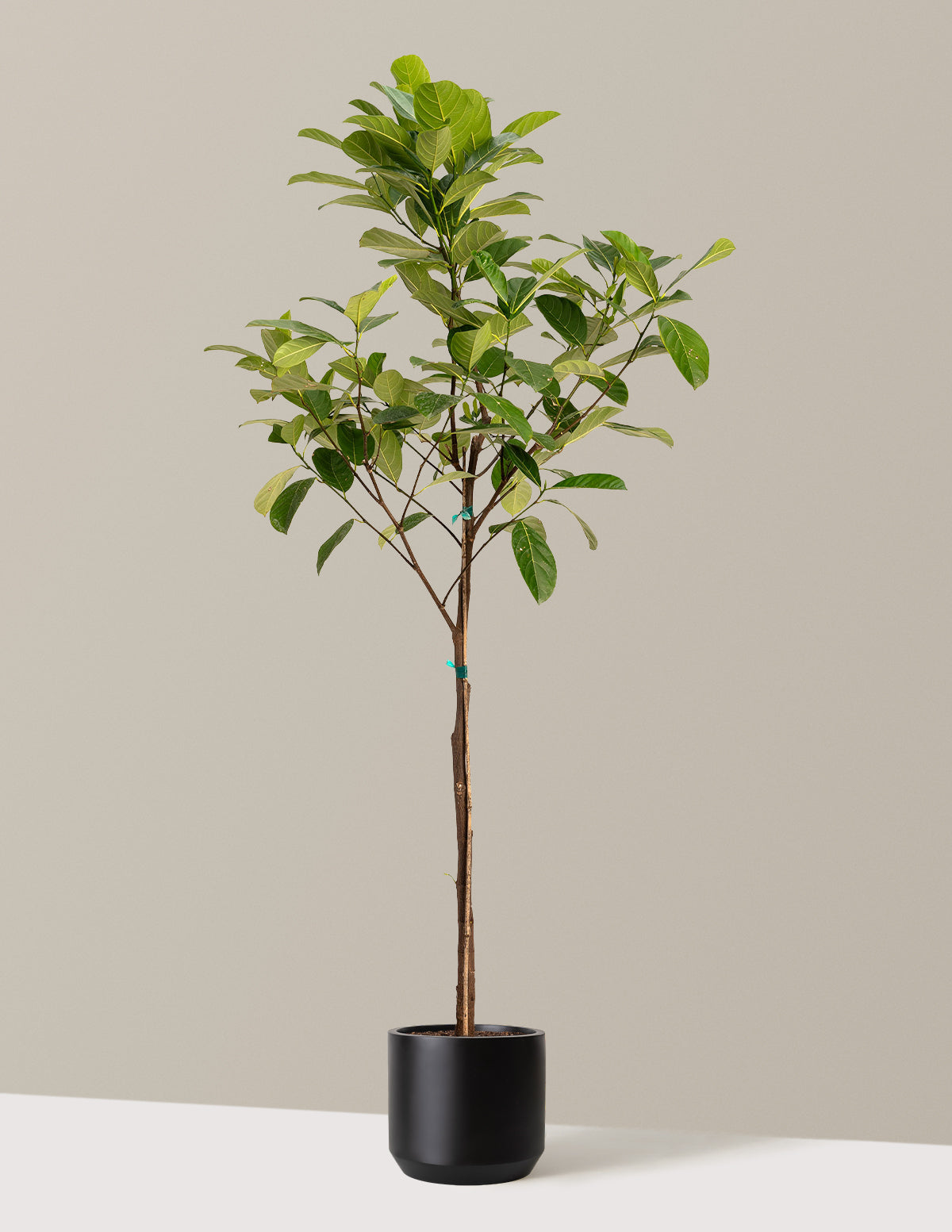 bundle | 5-6 ft. | Mexia | Black
