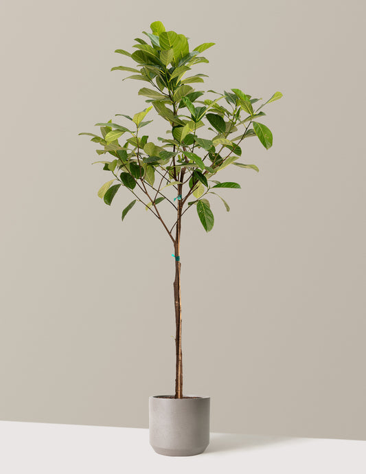 bundle | 5-6 ft. | Mexia | Cement Grey