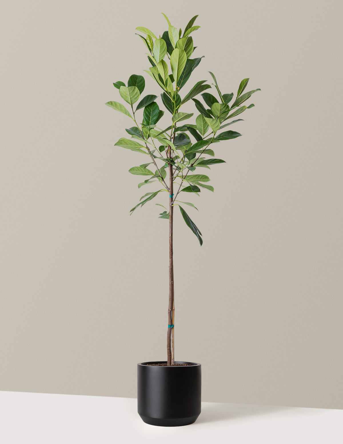 bundle | 3 Gallon | Mexia | Black