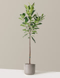 bundle | 3 Gallon | Mexia | Cement Grey