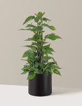 Jade Pothos Totem