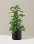 Jade Pothos Totem