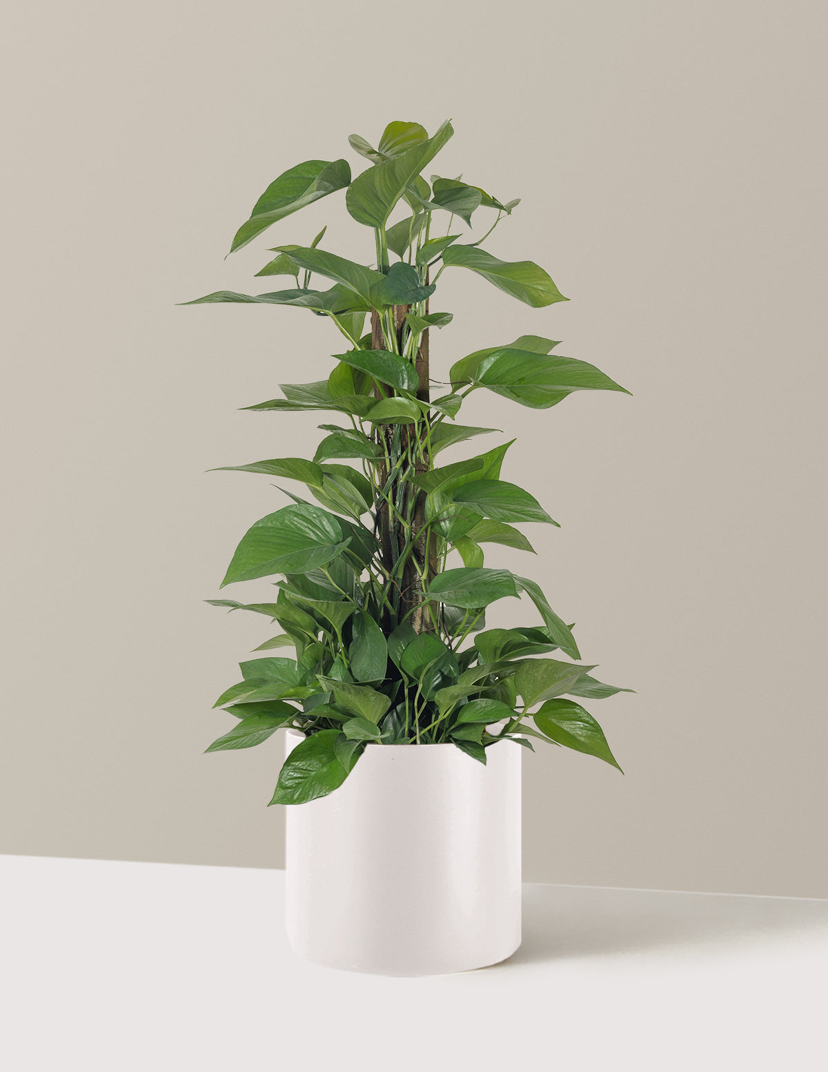 Jade Pothos Totem