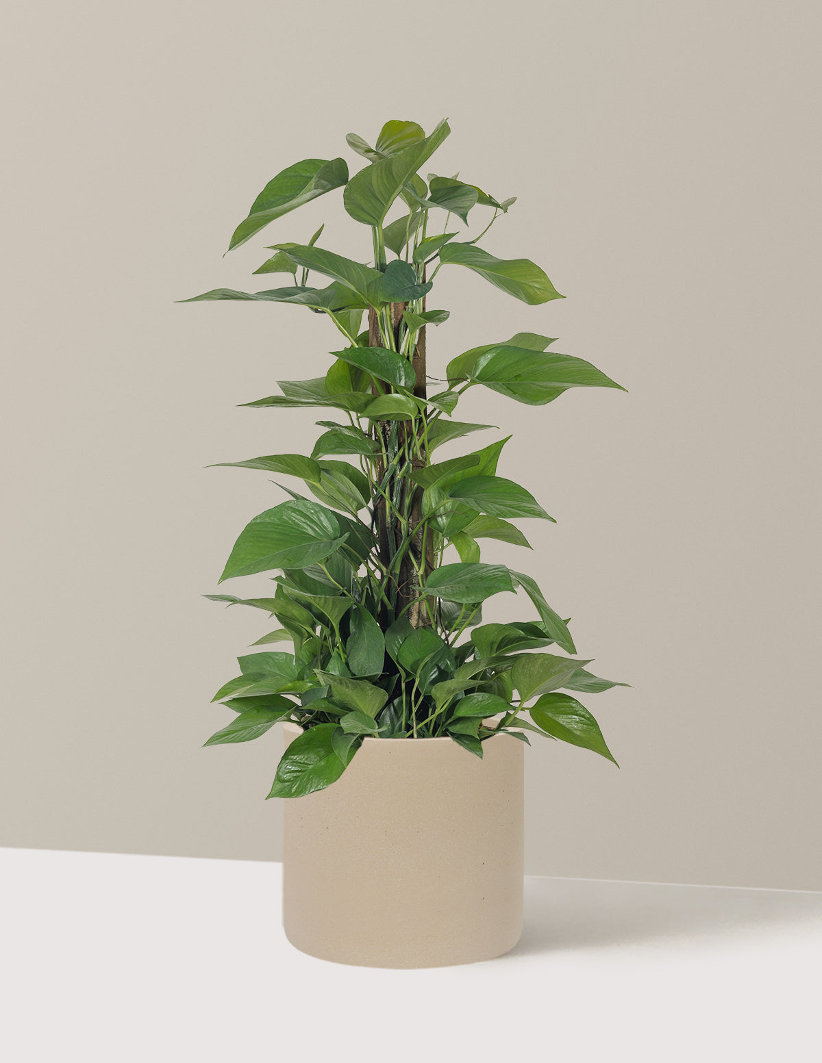 Jade Pothos Totem