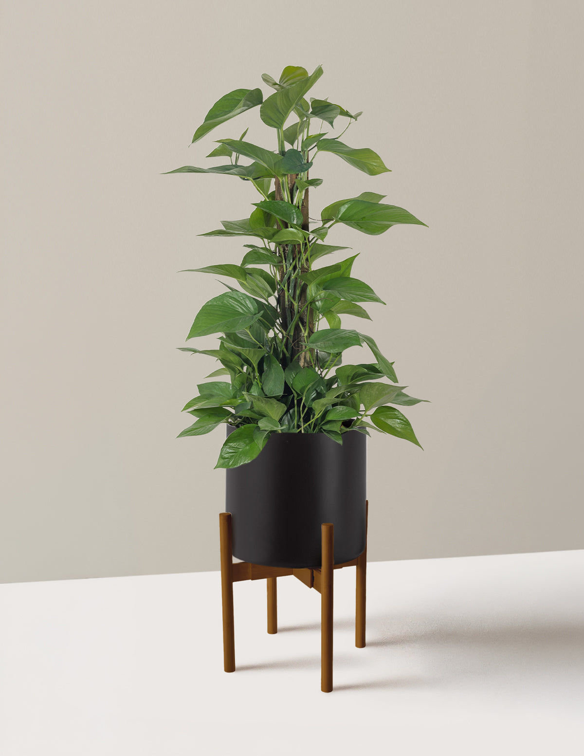 Jade Pothos Totem