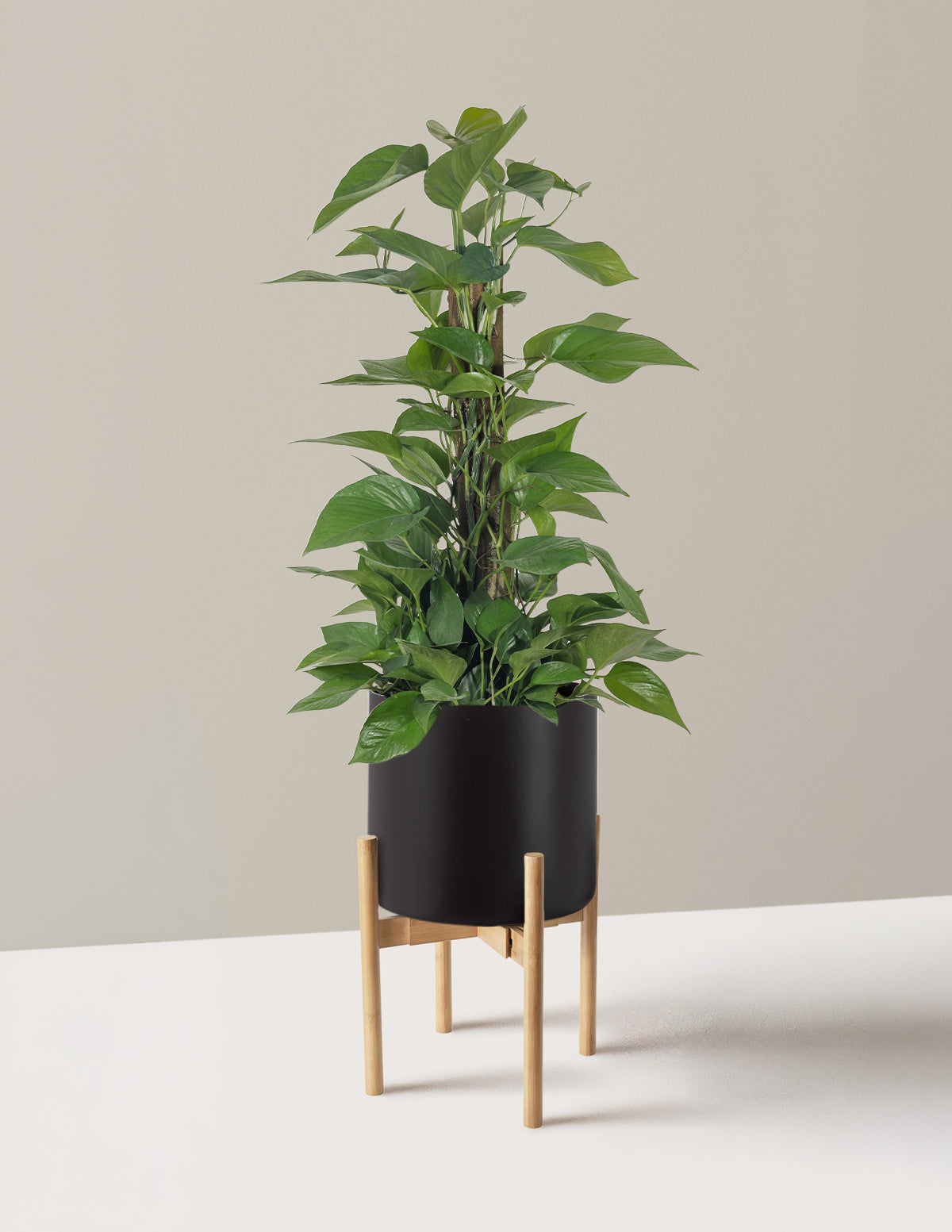 Jade Pothos Totem