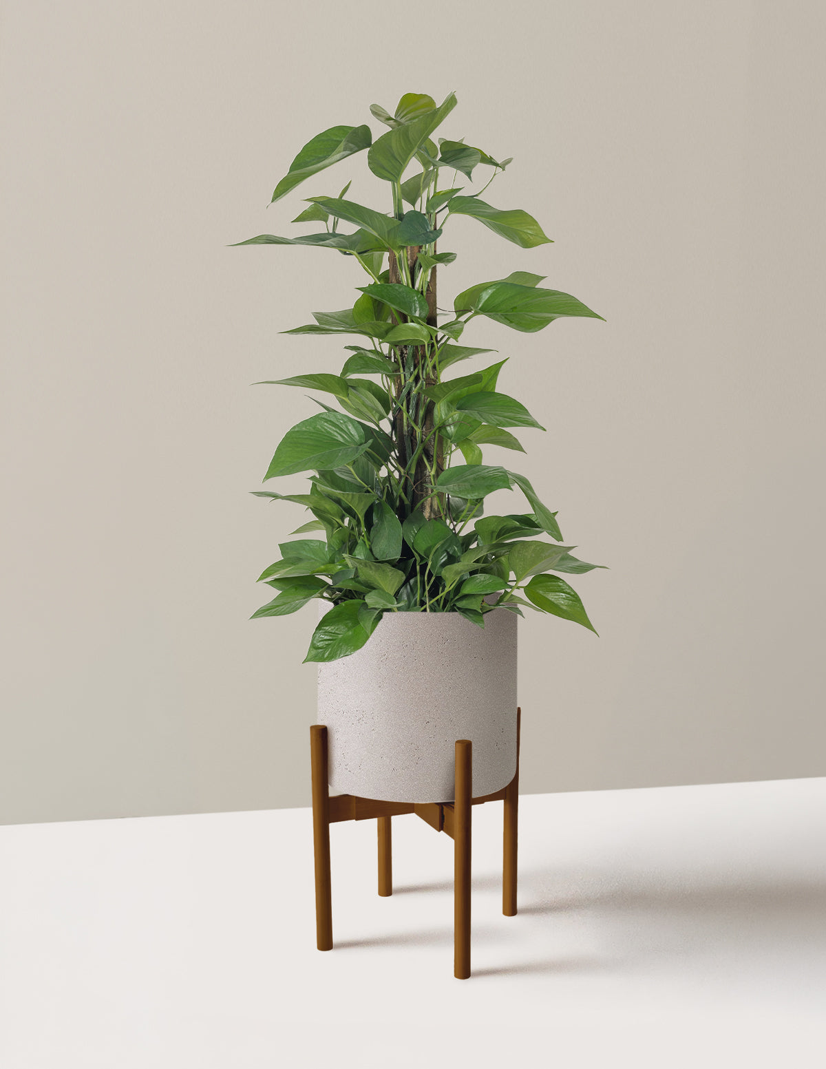 Jade Pothos Totem