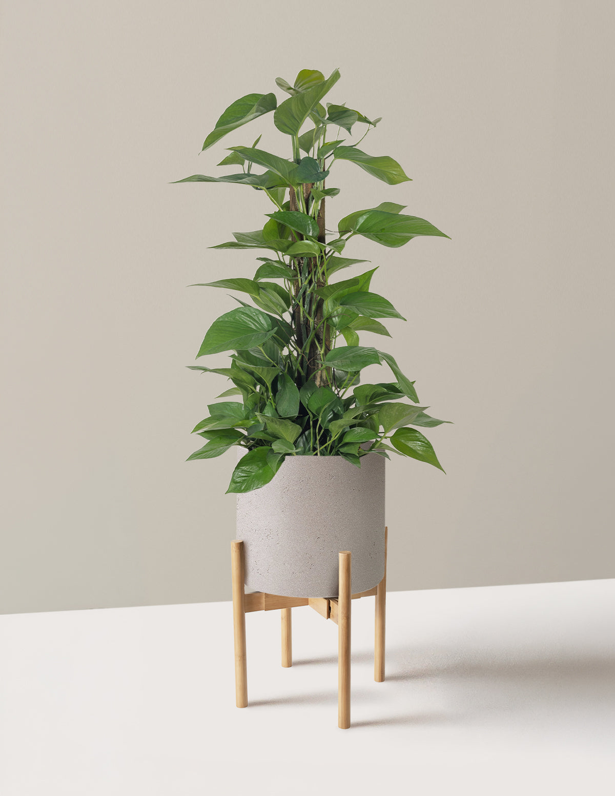 Jade Pothos Totem