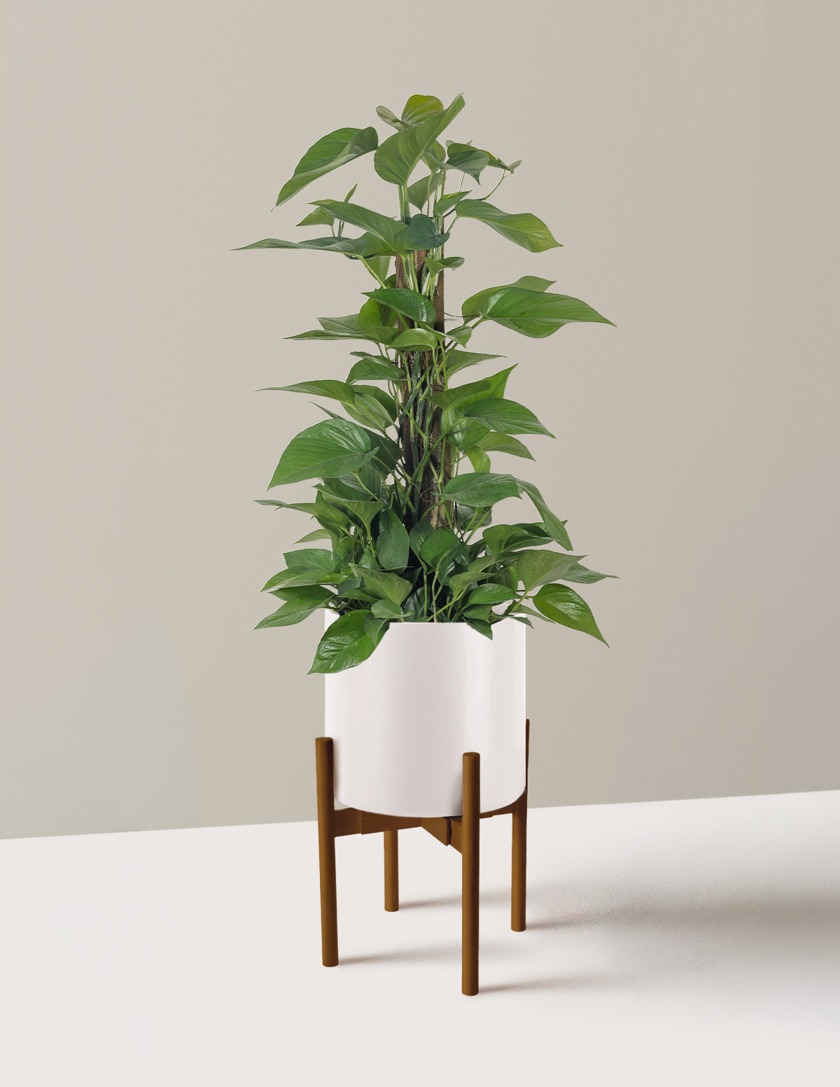 Jade Pothos Totem
