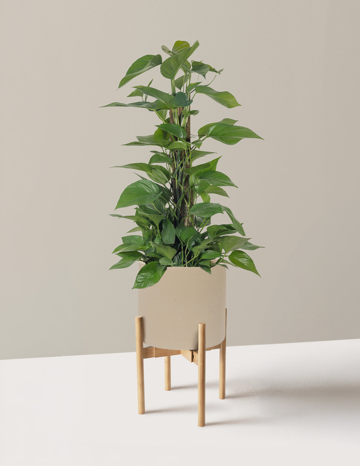 Jade Pothos Totem