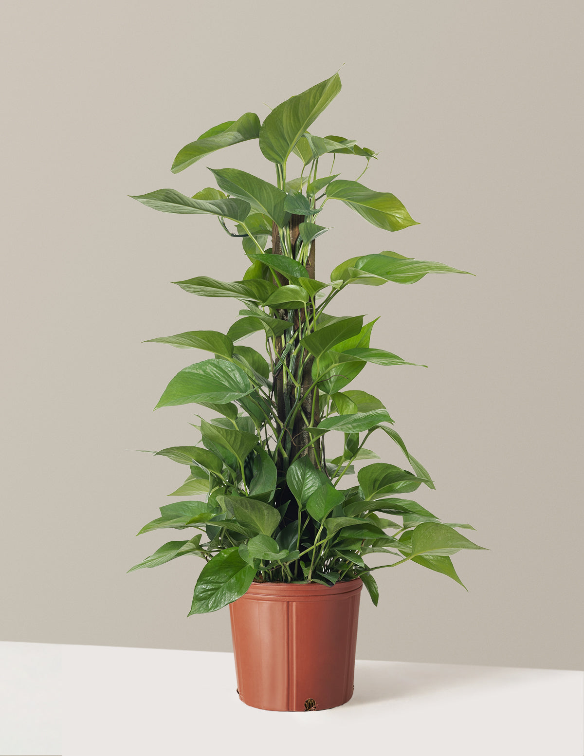 Jade Pothos Totem