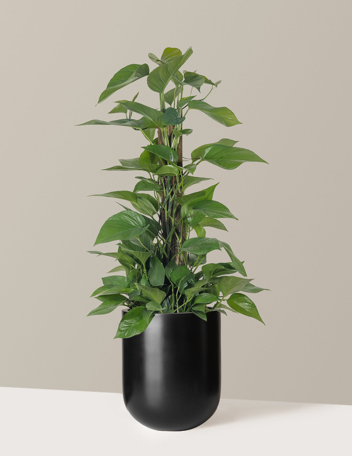 Jade Pothos Totem